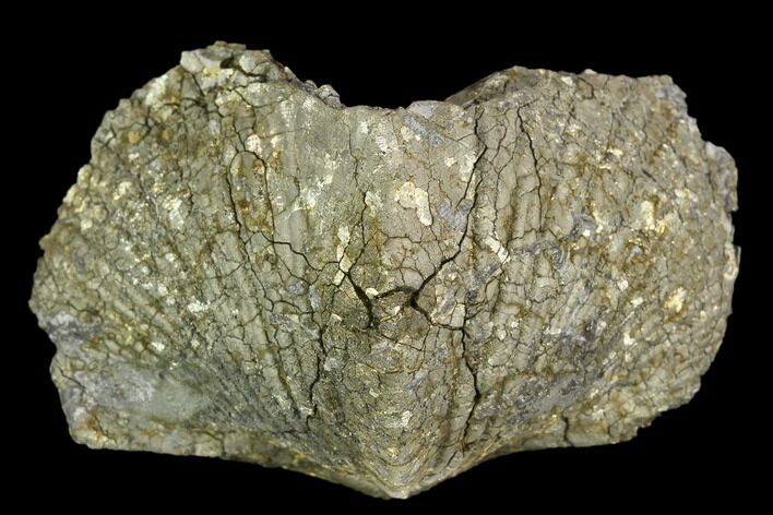 2.25" Pyrite Replaced Brachiopod (Paraspirifer) - Ohio